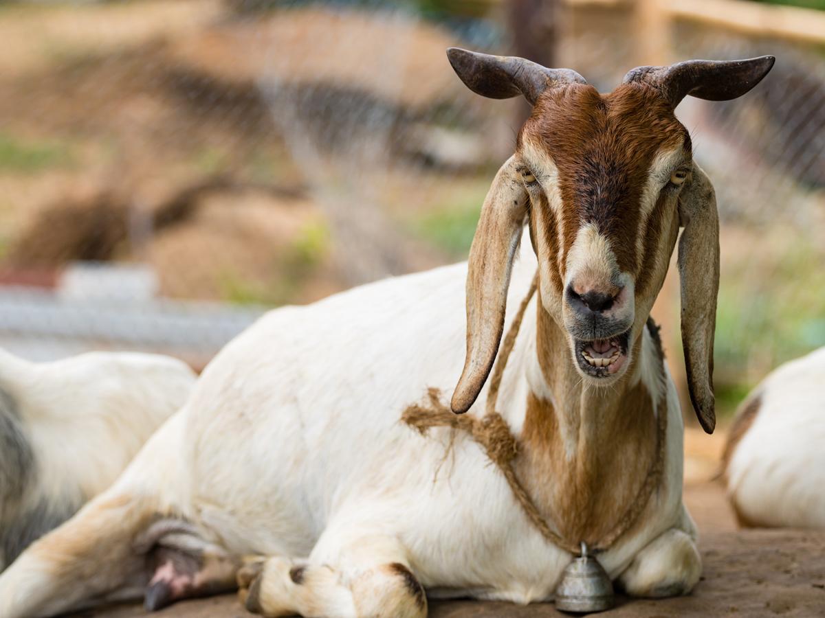 Goat Qurbani